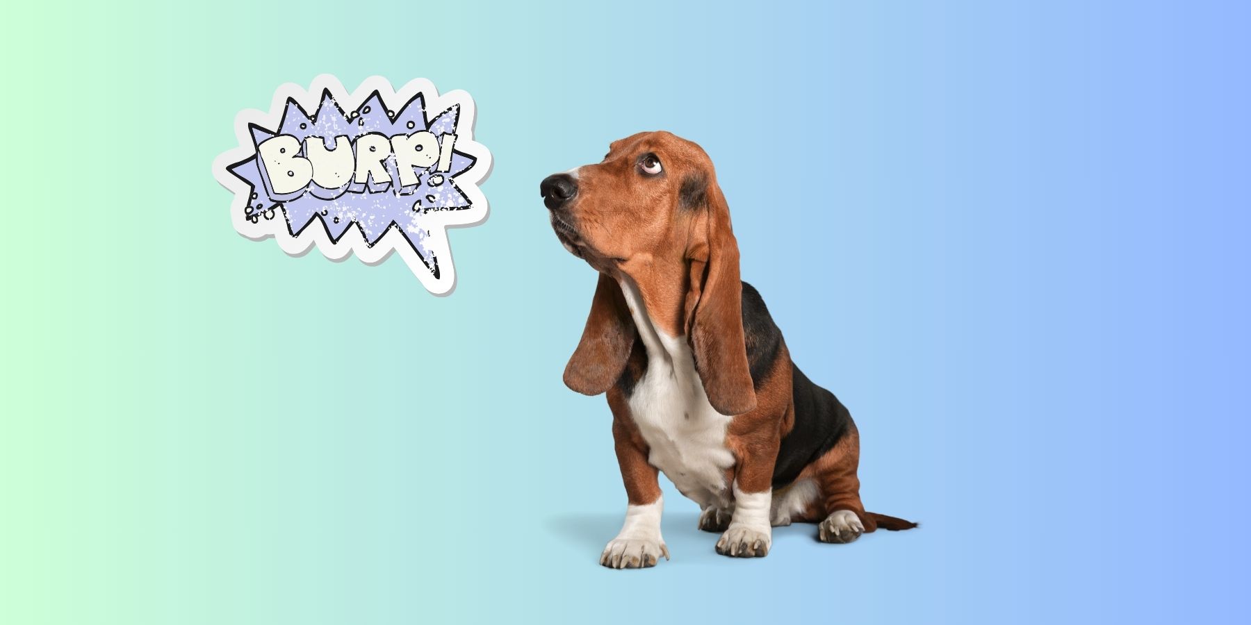 Can Dogs Burp? Expert Insights – SPARK PAWS