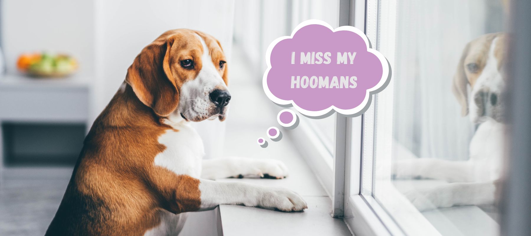 Do Dogs Miss Their Owners? Understanding Your Pup – SPARK PAWS