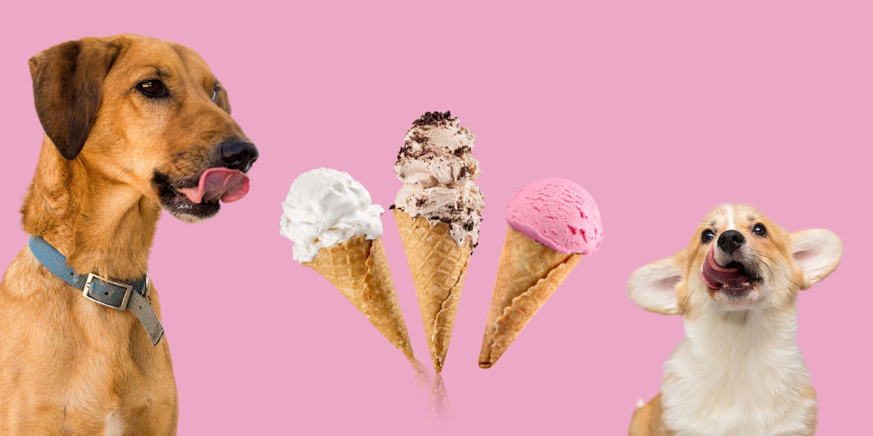 How to Make Homemade Ice Cream for Dogs SPARK PAWS