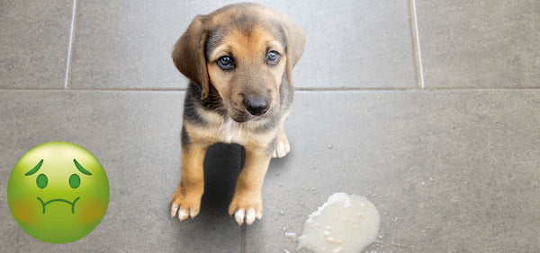 Dog Throwing Up White Foam? Causes, Treatments & Risks