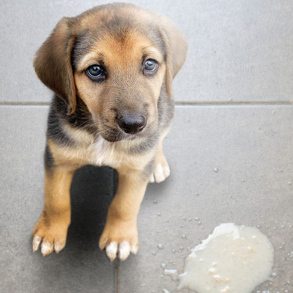 Vomit Color My Dog Is Throwing Up Yellow And White Foam Hot My Dog