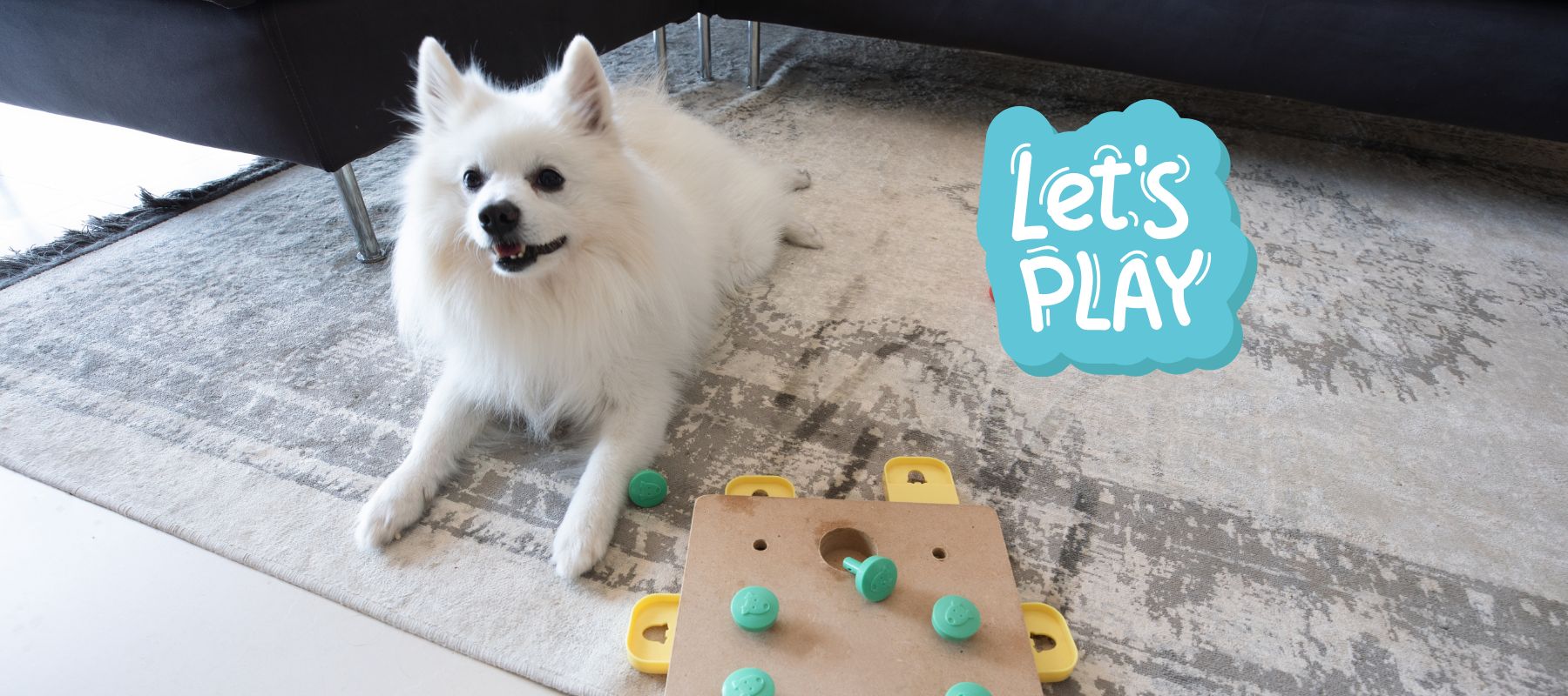 Dog Training Games: Improve Obedience with Fun Activities – SPARK PAWS