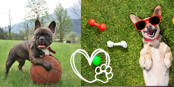 Fun Enrichment Ideas For Dogs