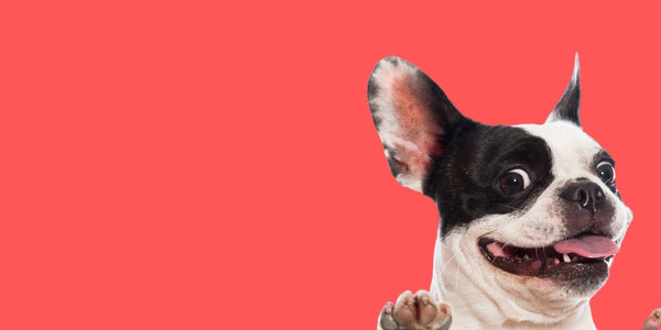 The Best Dog Collar for Your French Bulldog