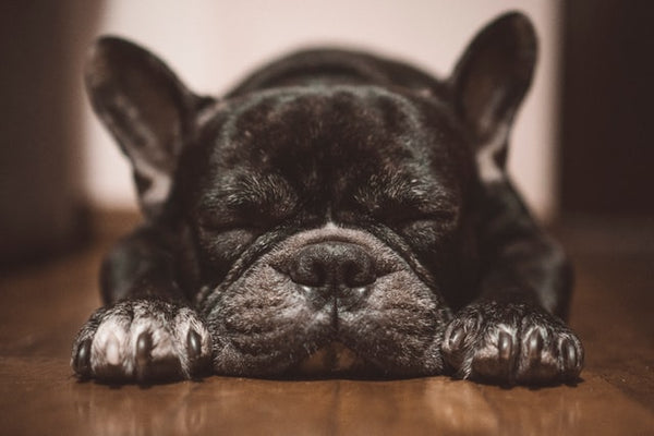 Do French Bulldogs Sleep a Lot?