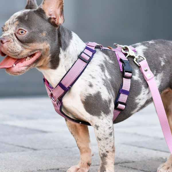 How To Put On A Dog Harness - STEP BY STEP 