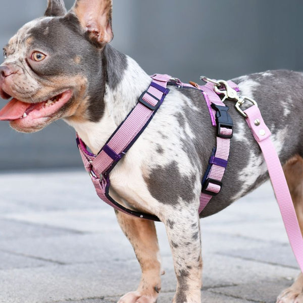 how to put on pug harness