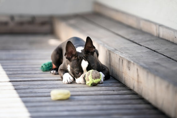 What Are the Best Chew Toys for French Bulldogs