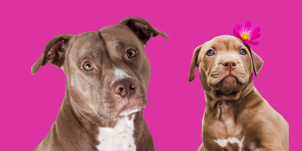 Male vs Female Pit bull What s The Difference SPARK PAWS