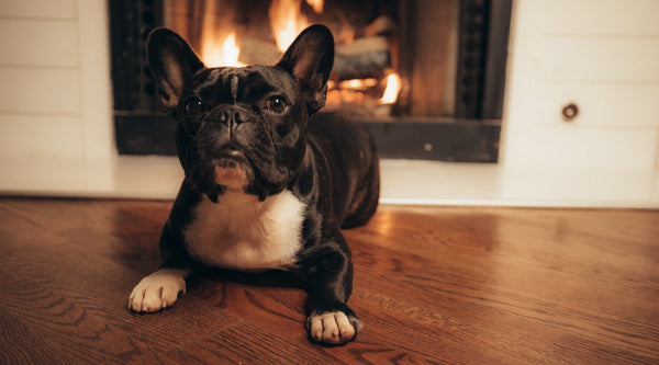 Black and white French Bulldog lying in front of a fireplace