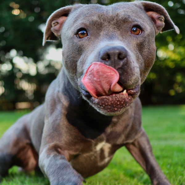 Pitbull 2024 guard dog