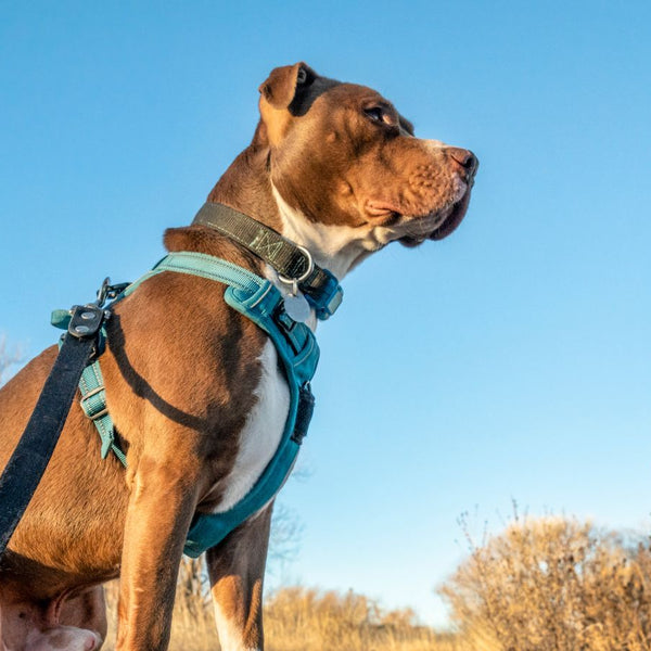 Pulling Agitation Leather Dog Harness For Pitbull Get Leather