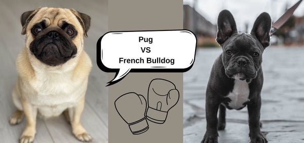 Pug vs French Bulldog
