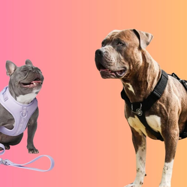 Type of dog harness cheap