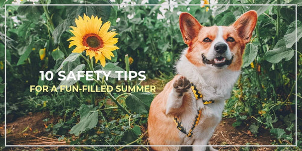 10 Safety Tips For a Fun-Filled, Worry-Free Summer With Your Dog