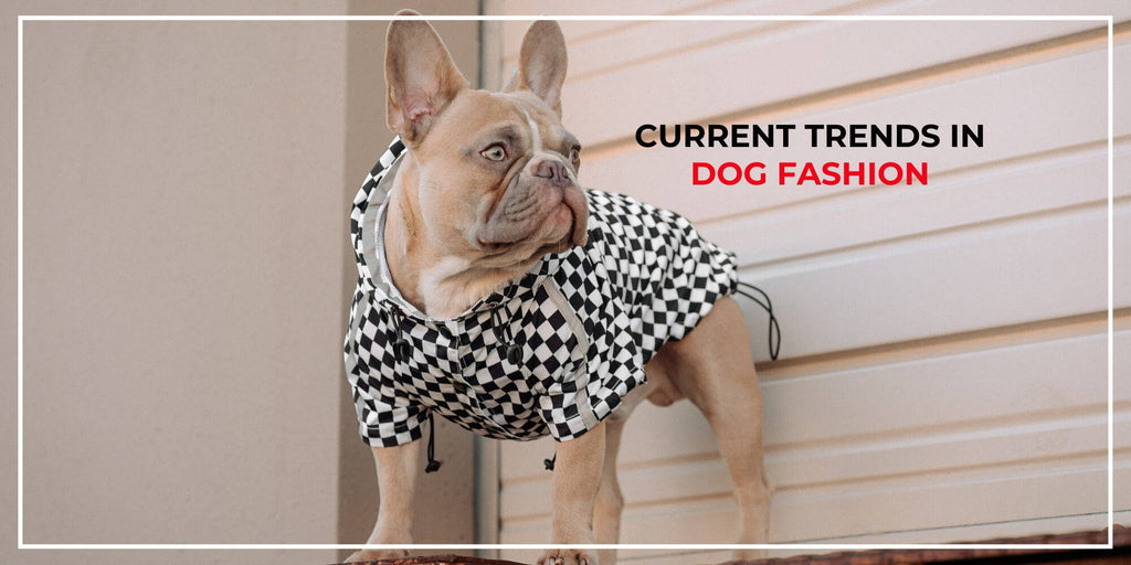 Fashion Brands You Didn't Know Made Dog Clothes