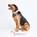 Pastel Icing Collar