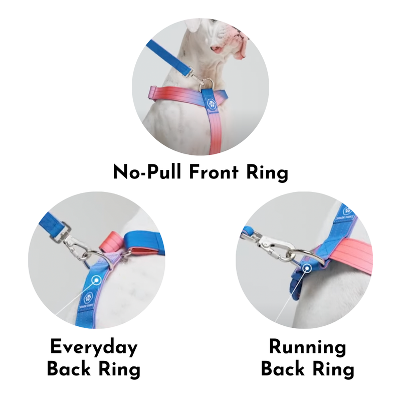 Pastel Icing Harness