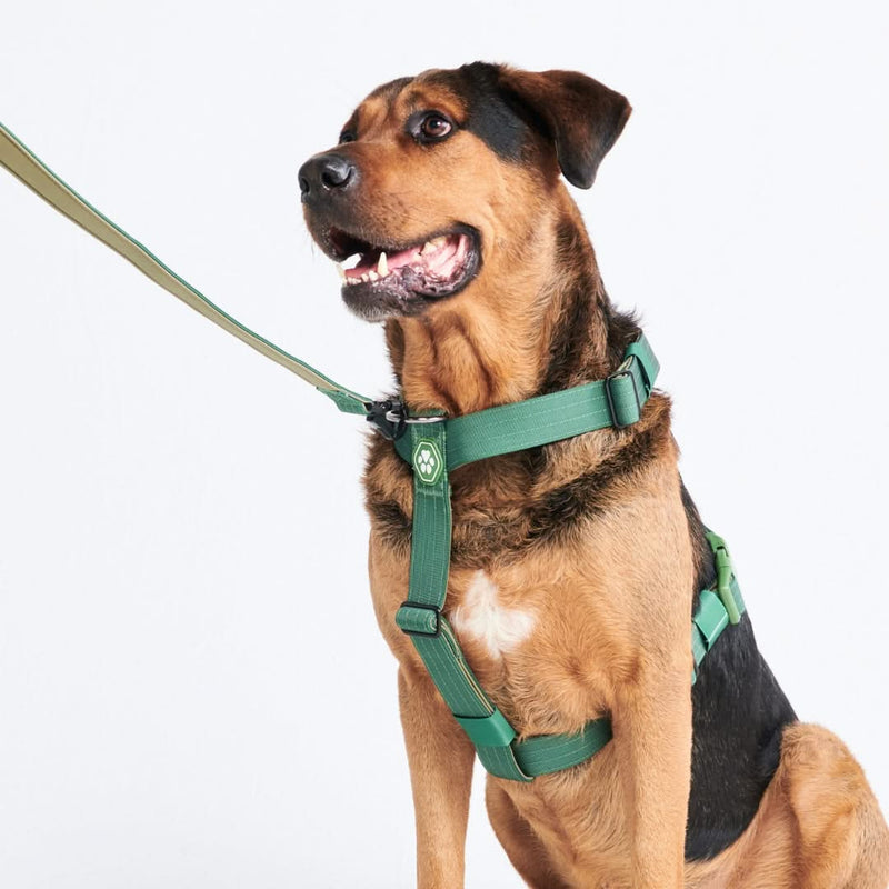 Green Harness