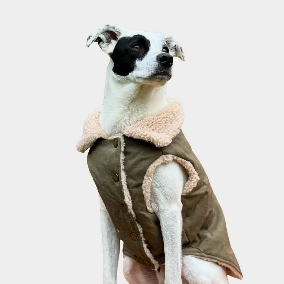 All-Terrain Duck Insulated Dog Jacket Coat – SPARK PAWS