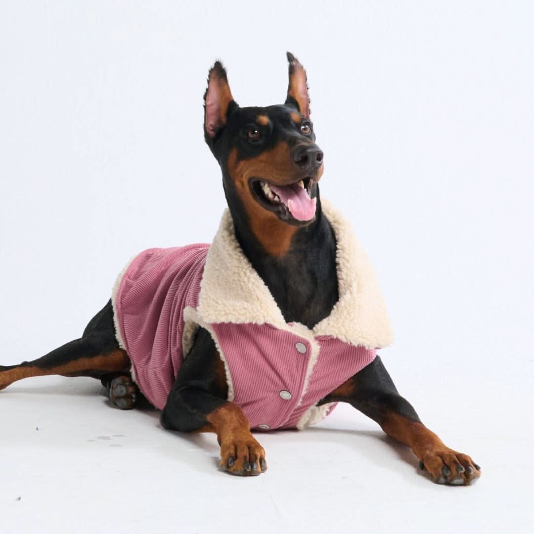 View of Corduroy Sherpa Fleece Dog Jacket Coat – SPARK PAWS