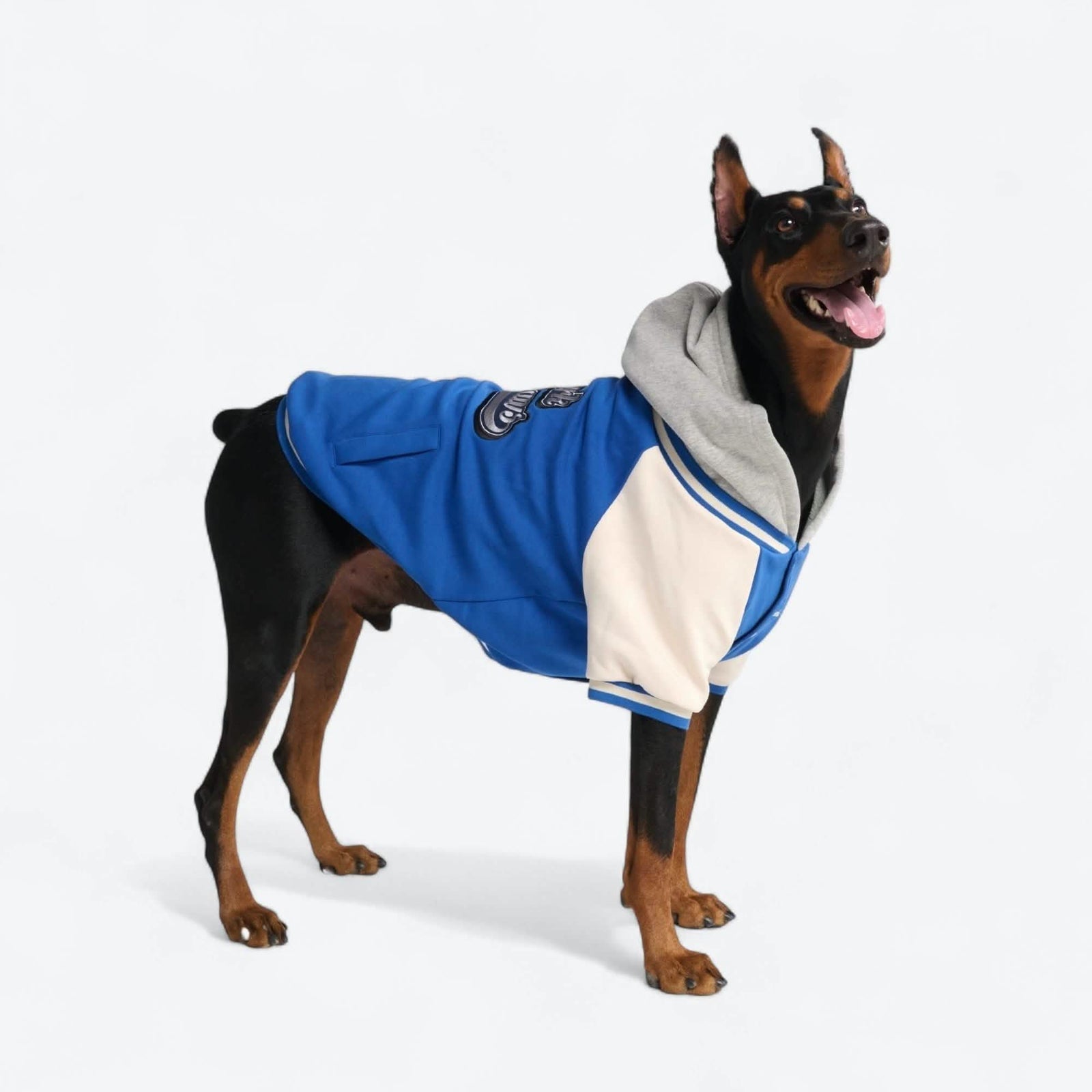 Dog Varsity Jacket - Blue – SPARK PAWS
