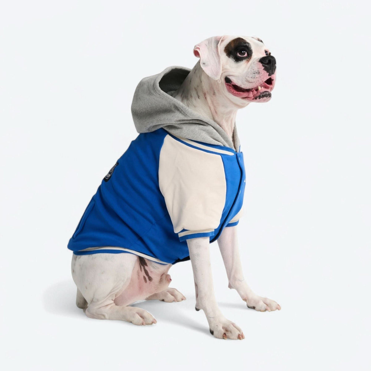 Dog Varsity Jacket - Blue – SPARK PAWS