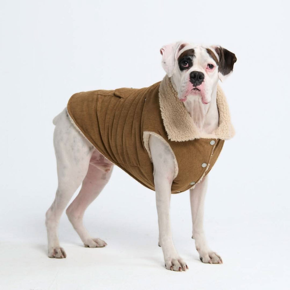 Poodle Jacket – Where Fashion Meets Art