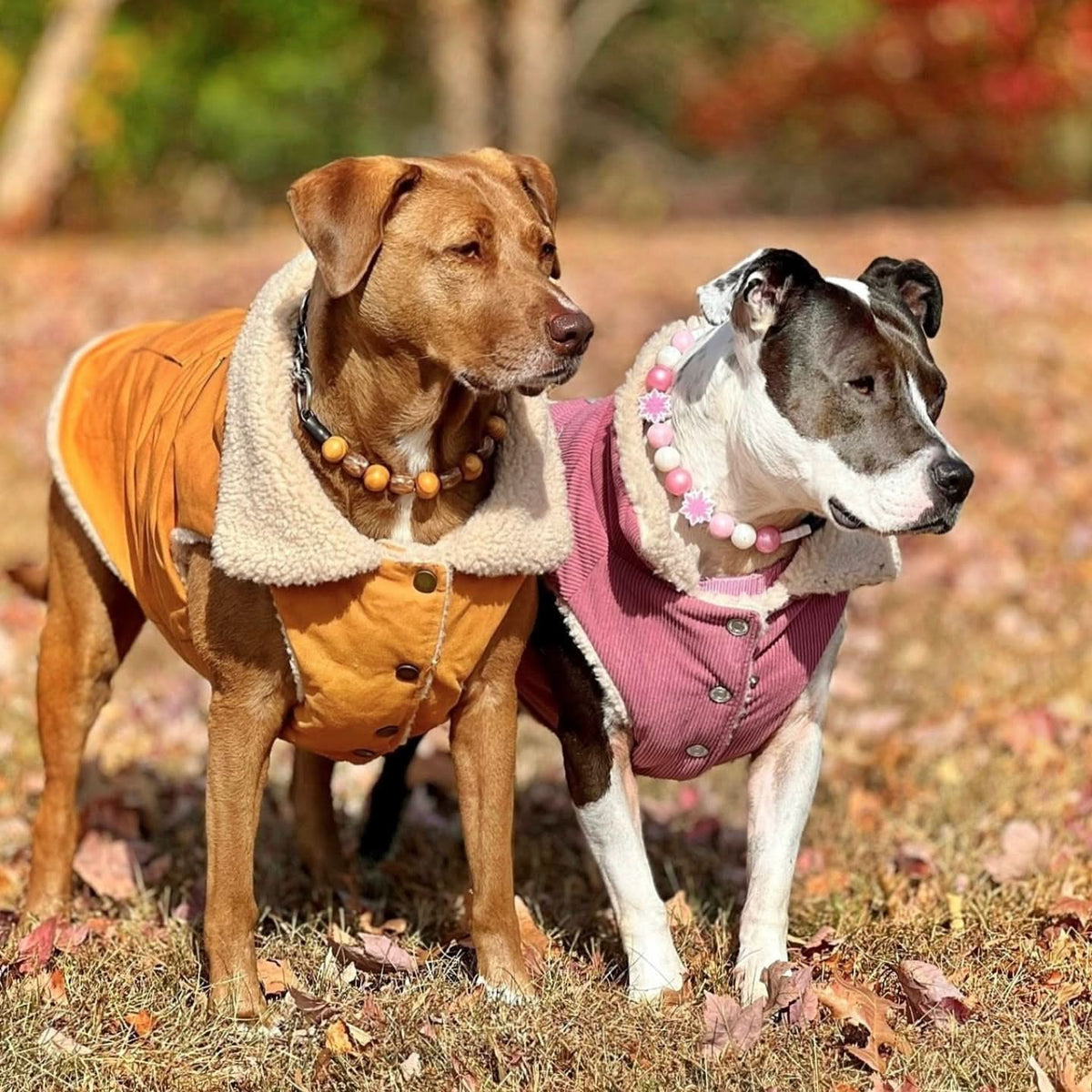 All-Terrain Duck Insulated Dog Jacket Coat – SPARK PAWS