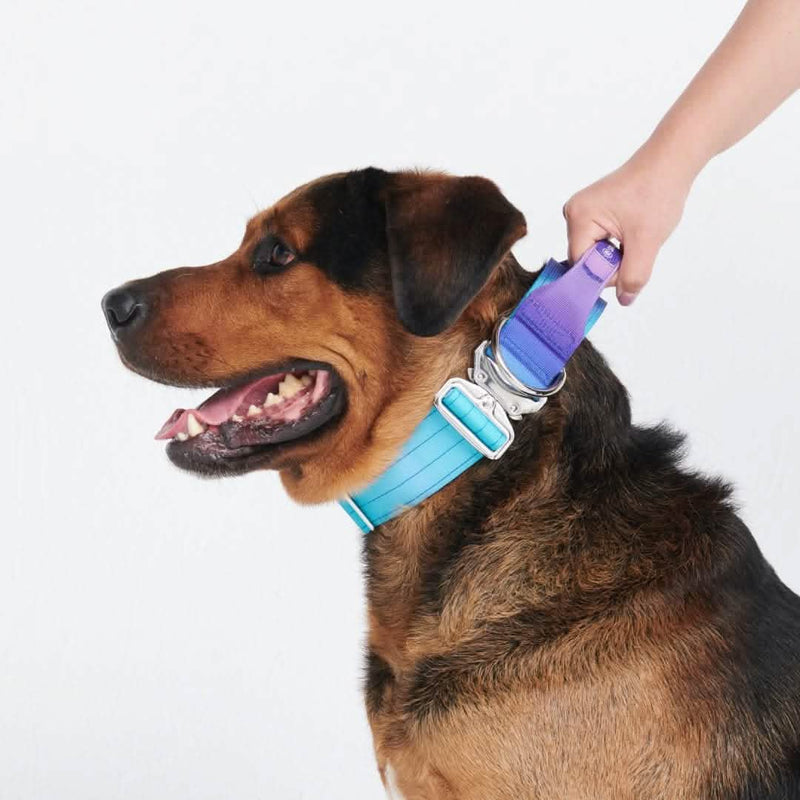 Comfort Control Collar 90s Retro