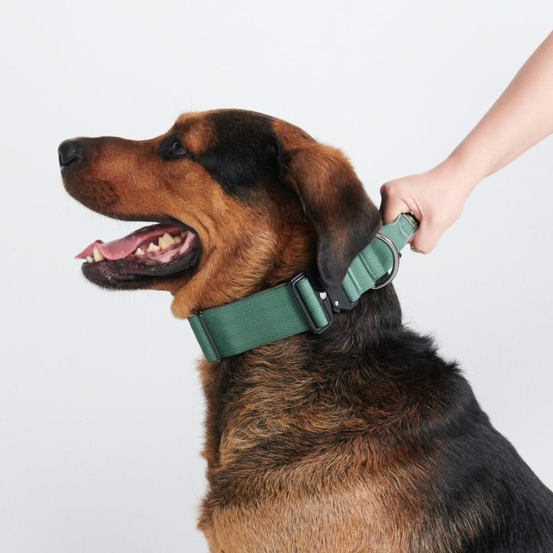 Control dog collar discount