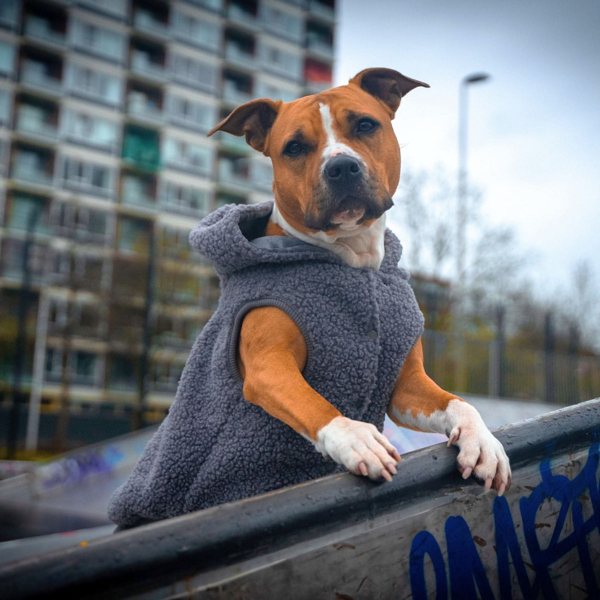 Teddy Sherpa Jacket - Grey – SPARK PAWS