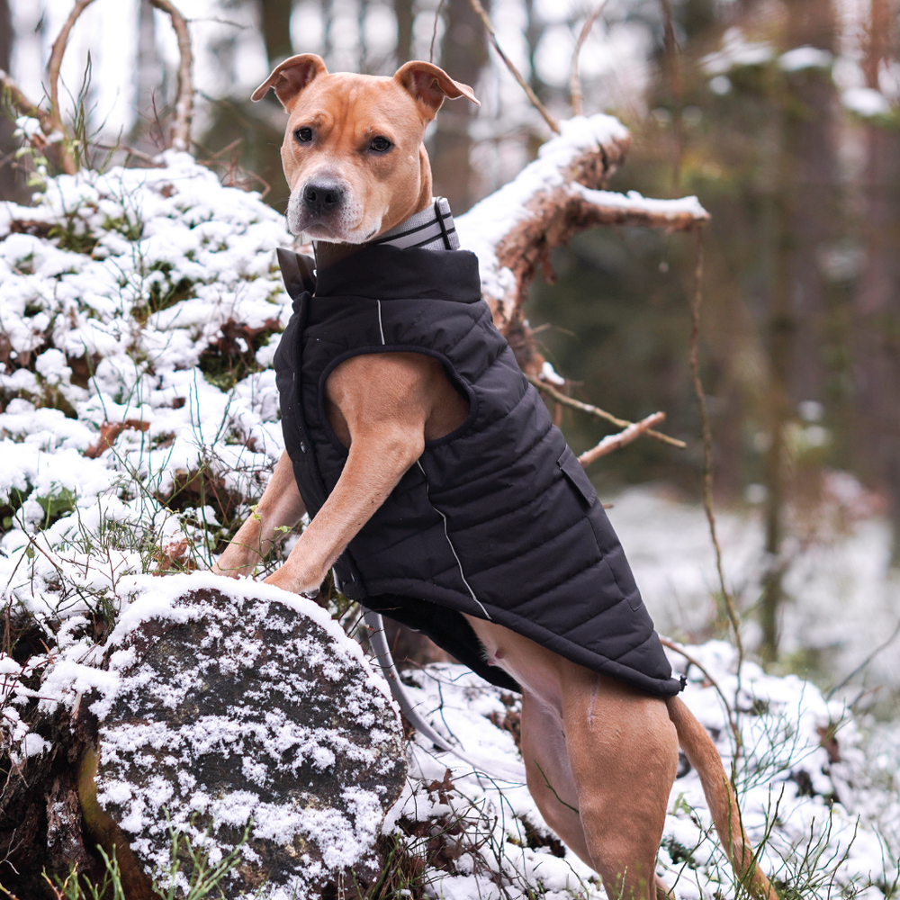 WarmShield Water-Resistant Jacket - Black – SPARK PAWS