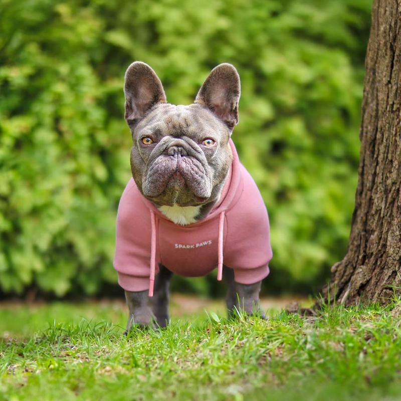 Essential Dog Hoodie - Dusty Pink – SPARK PAWS Essential Dog Hoodie - Dusty Pink – SPARK PAWS