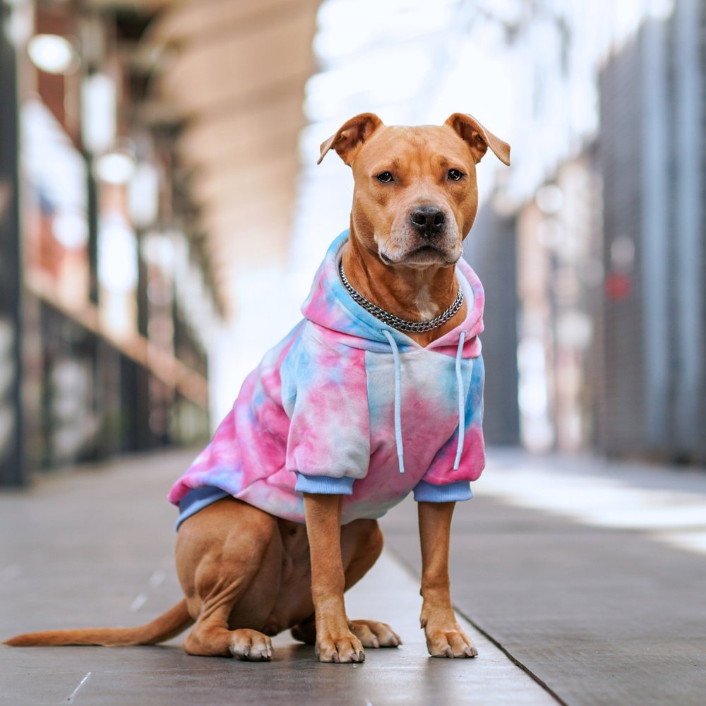 Velvet Dog Hoodie - Snow Cone – SPARK PAWS