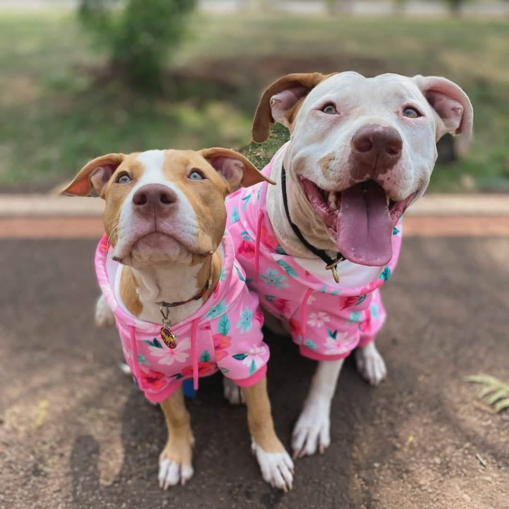 Blossom Dog Hoodie - Pink – SPARK PAWS