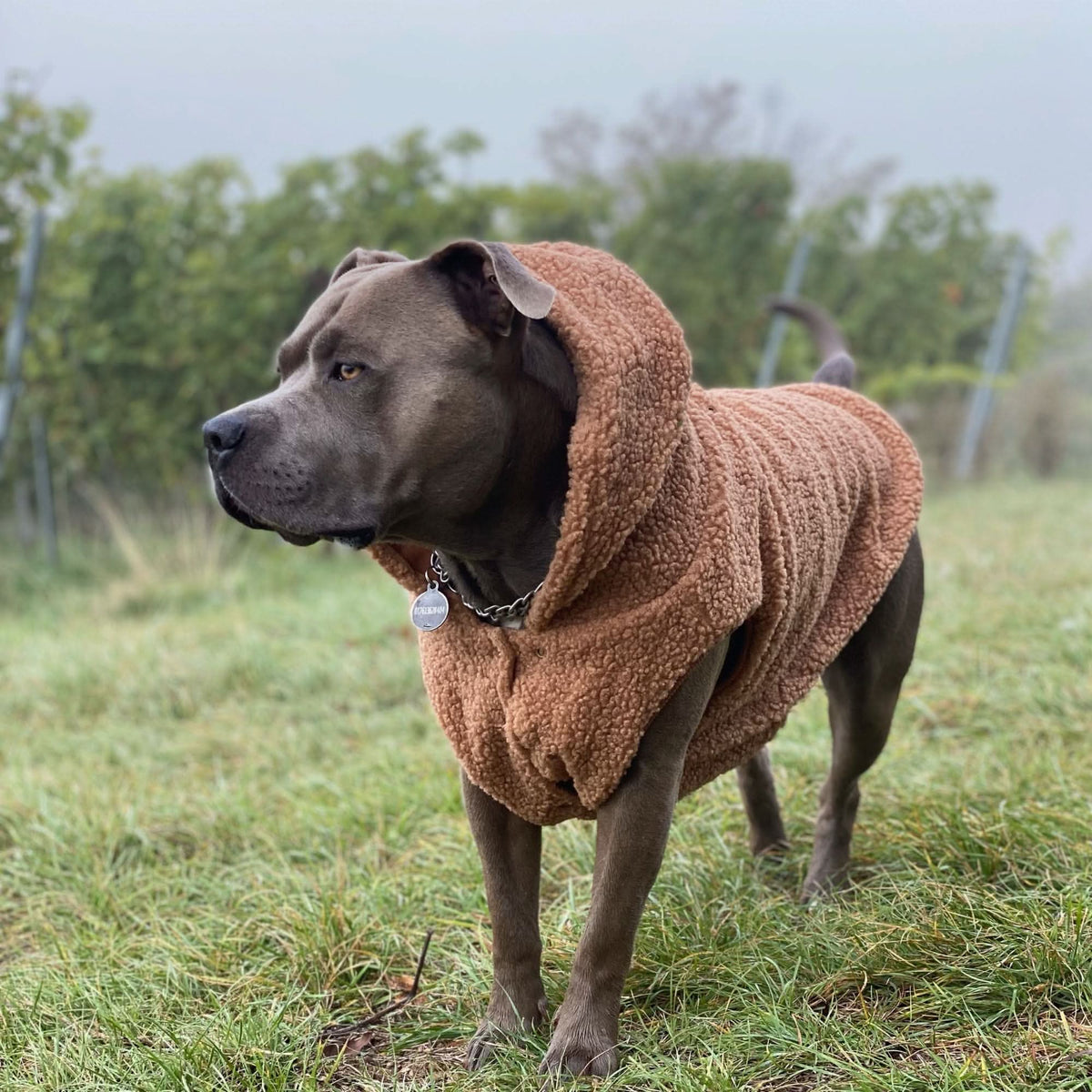 Teddy Sherpa Dog Jacket - Brown – SPARK PAWS