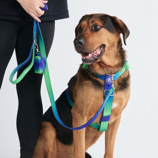 Comfort Control No-Pull Dog Harness Set - Lime Wave – SPARK PAWS
