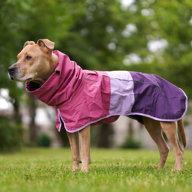 Breatheshield™ Dog Raincoat - Pink Lilac Purple – SPARK PAWS