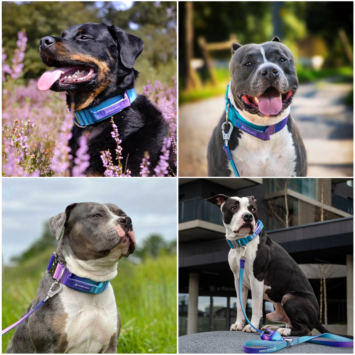 Comfort Control Collar
