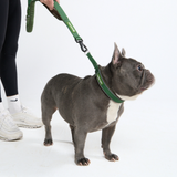 Multipurpose Seatbelt Handsfree Leash & Poop Bag Holder Set - Army Green