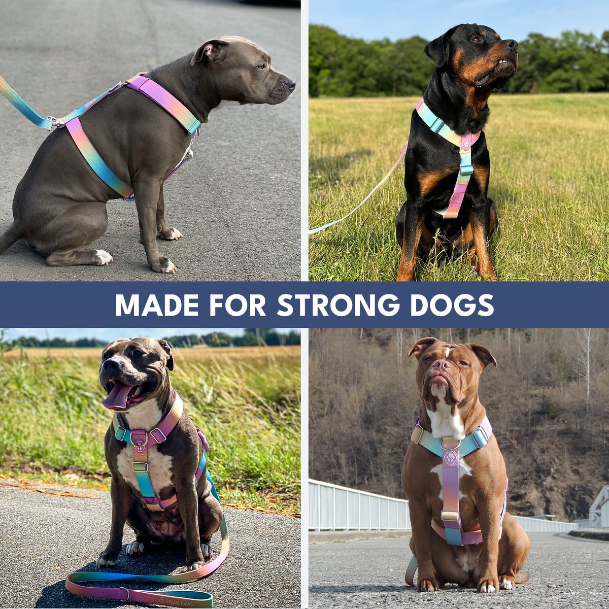Comfort Control No-Pull Dog Harness - Pastel Icing – SPARK PAWS