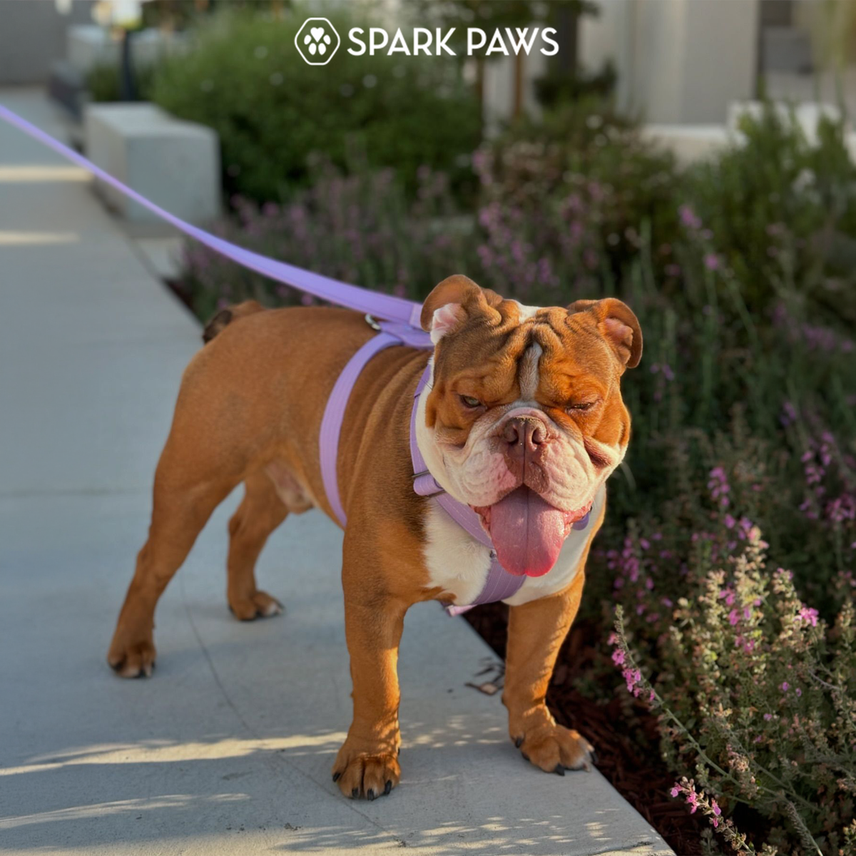 Comfort Control™ No-Pull Dog Harness - Lilac – SPARK PAWS