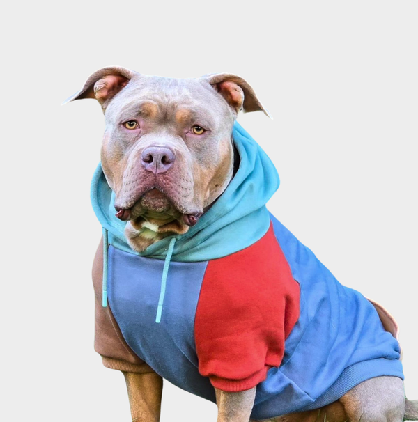 American bully clothing for dogs online