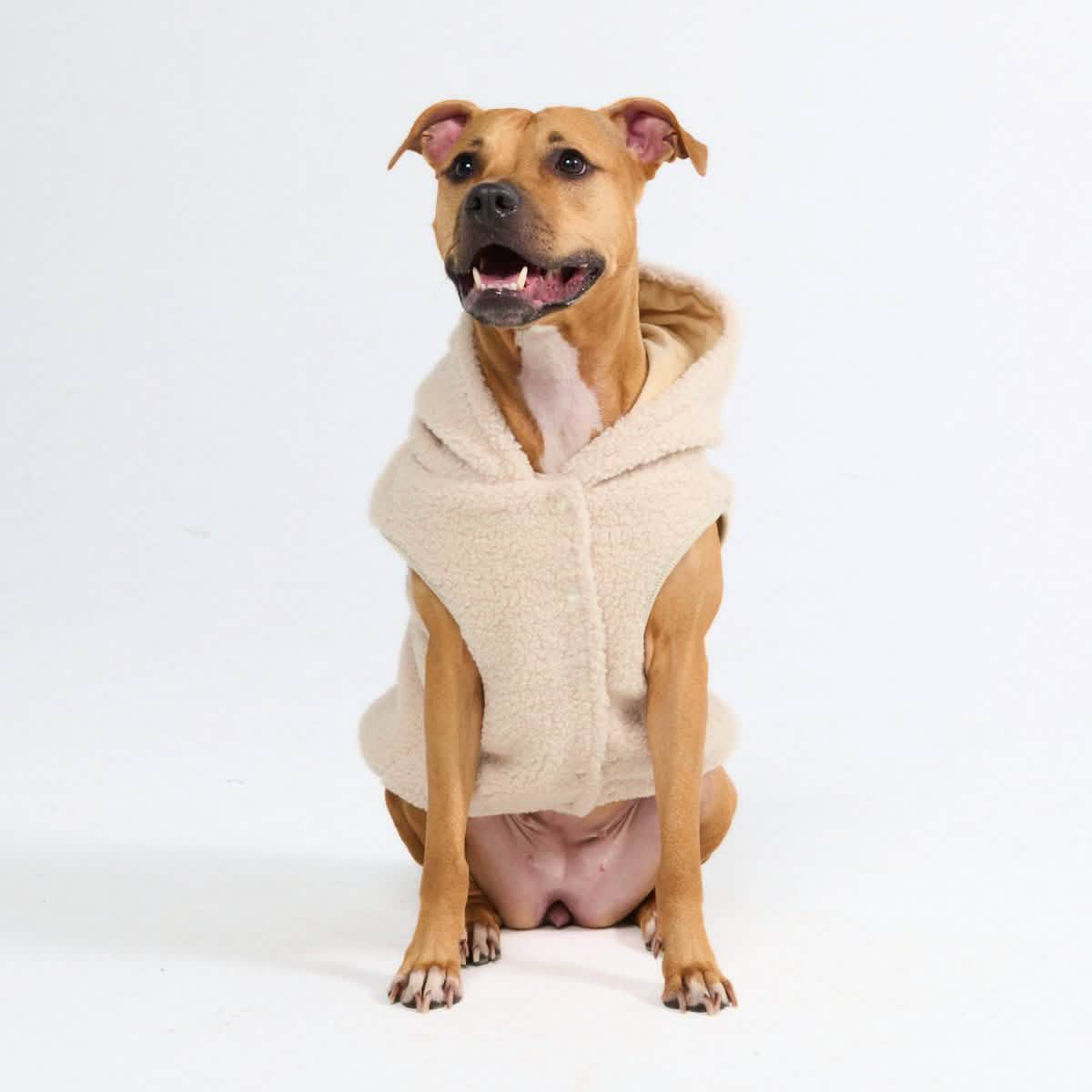 Teddy Sherpa Dog Jacket - Beige – SPARK PAWS