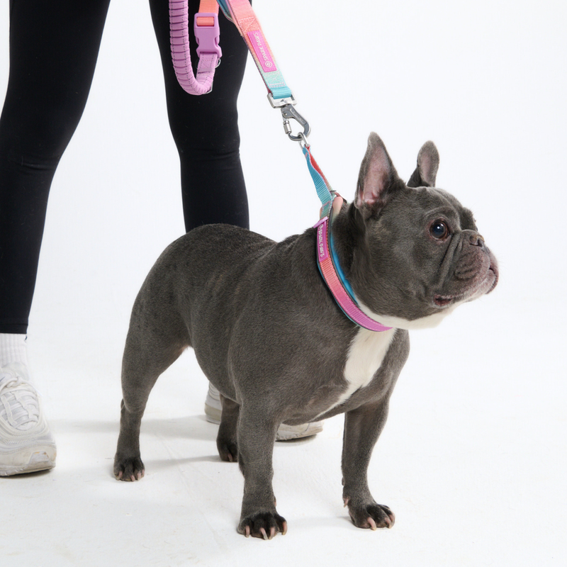 Pastel Icing Neoprene Leash