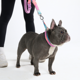 Multipurpose Seatbelt Handsfree Leash & Poop Bag Holder Set - Pastel Icing