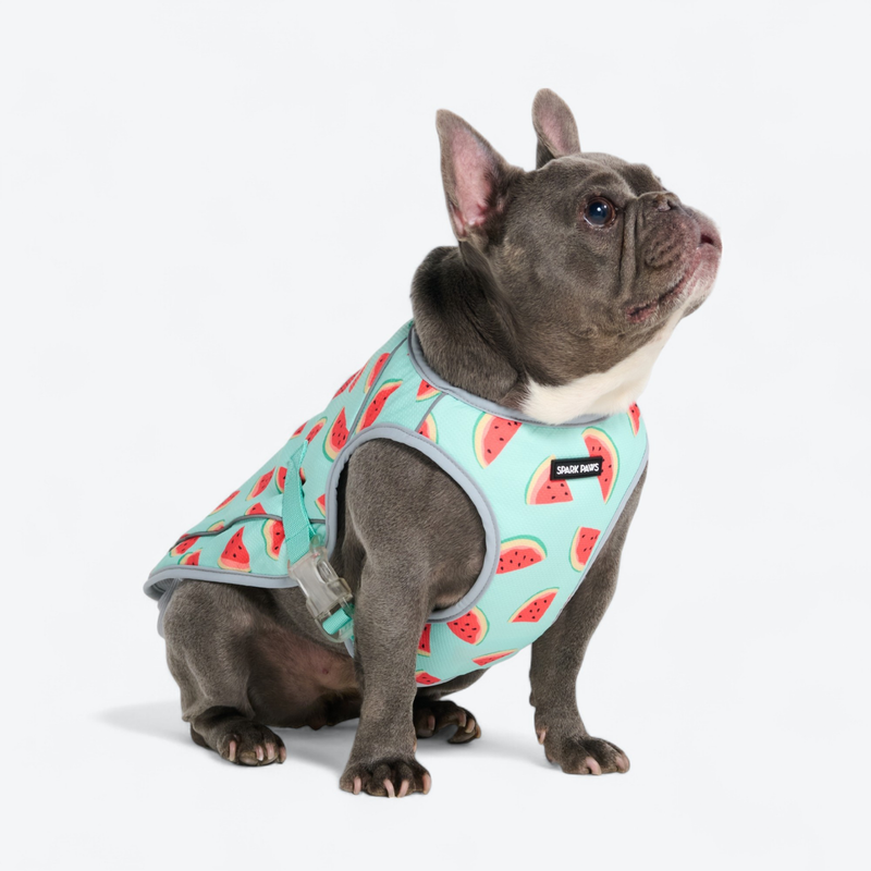 Dog Cooling Vest - Watermelon (2) – SPARK PAWS