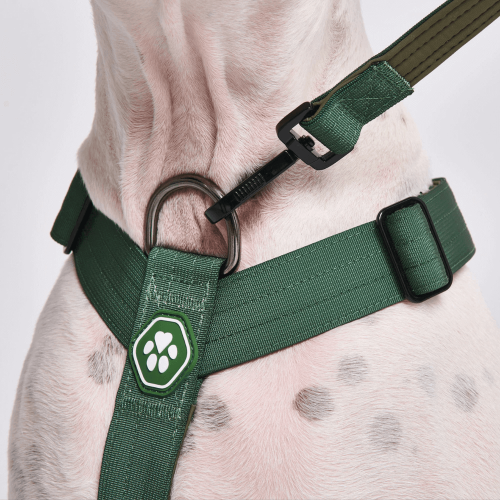 Comfort Control No-Pull Dog Harness - Green – SPARK PAWS