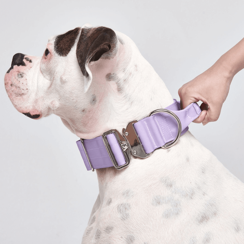 Comfort Control Collar Lilac - Main Image